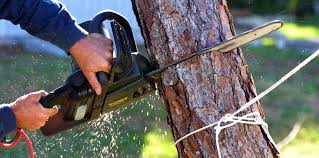 Best Root Management and Removal  in Verona, PA