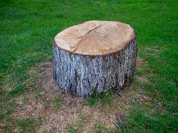 Reliable Verona, PA Tree Care Solutions