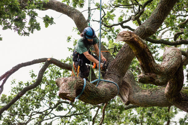 Best Tree Preservation Services  in Verona, PA