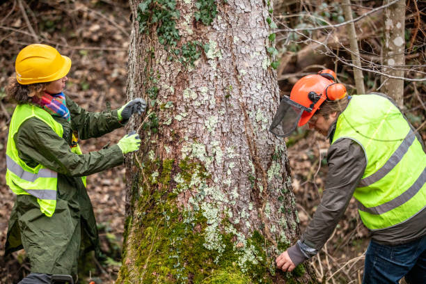 Best Tree Cabling and Bracing  in Verona, PA