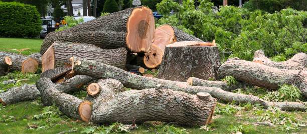 Best Stump Grinding and Removal  in Verona, PA