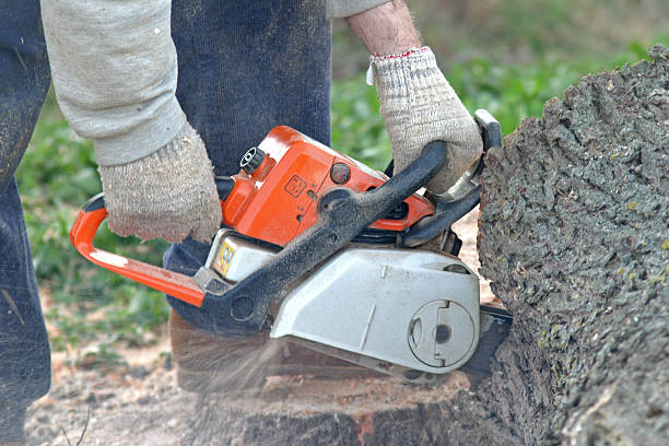 Best Lawn Irrigation Installation and Maintenance  in Verona, PA