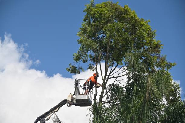 Best Tree and Shrub Care  in Verona, PA
