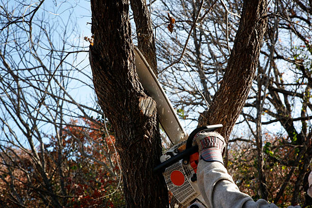 Best Leaf Removal  in Verona, PA
