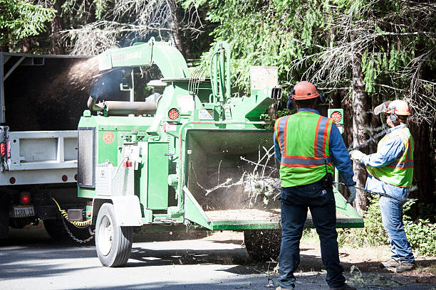 Leaf Removal in Verona, PA