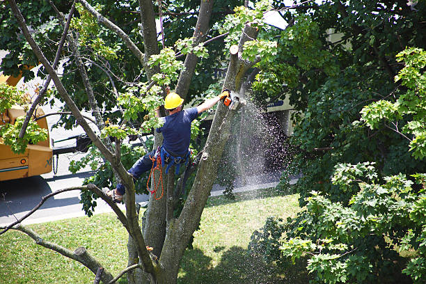 Best Tree Disease Treatment  in Verona, PA