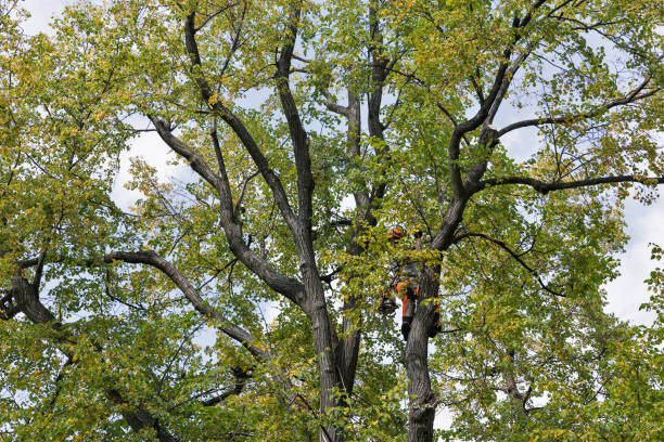 How Our Tree Care Process Works  in  Verona, PA